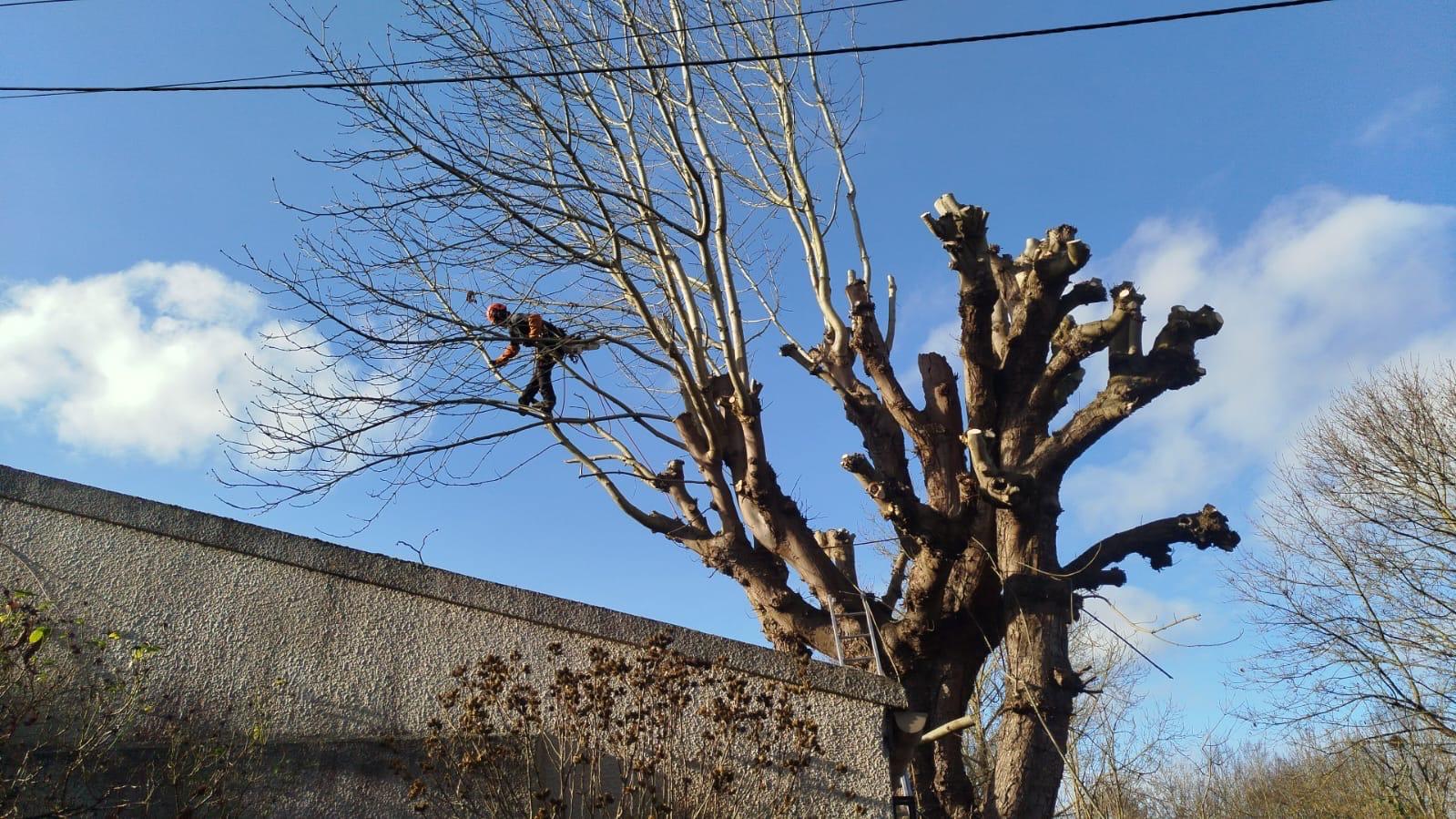 elagage chantier meaux